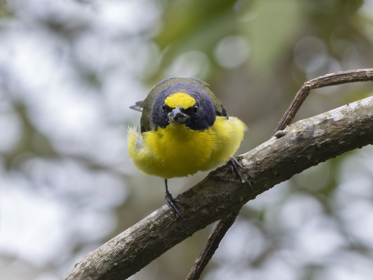 Thick-billed Euphonia - ML644593210