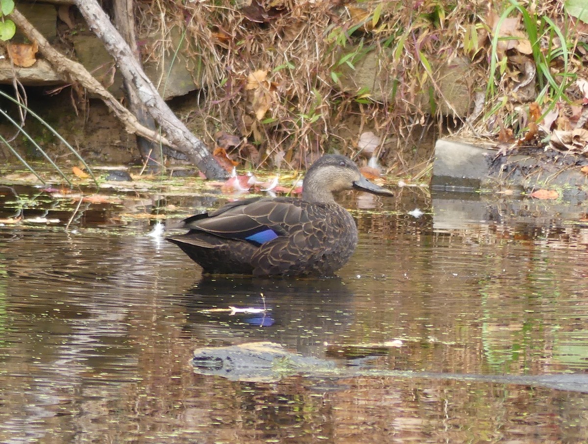 American Black Duck - ML644593211