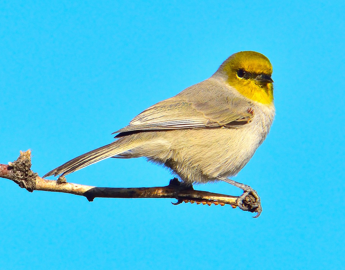 Pájaro Moscón Baloncito - ML644593213