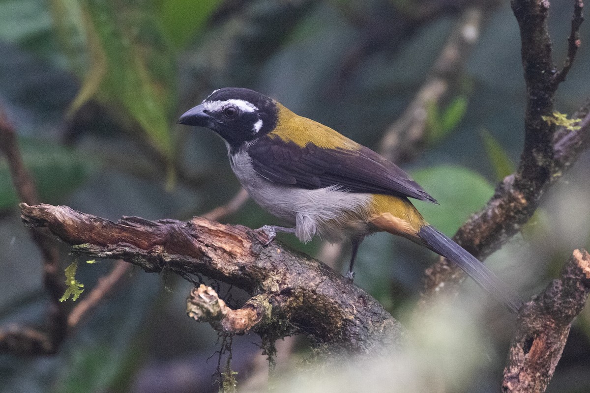 svartvingesaltator - ML644593215