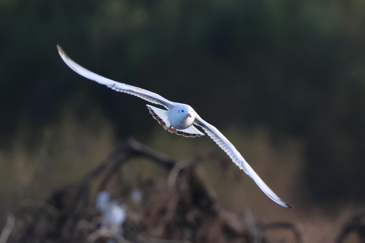 Slender-billed Gull - ML644593224