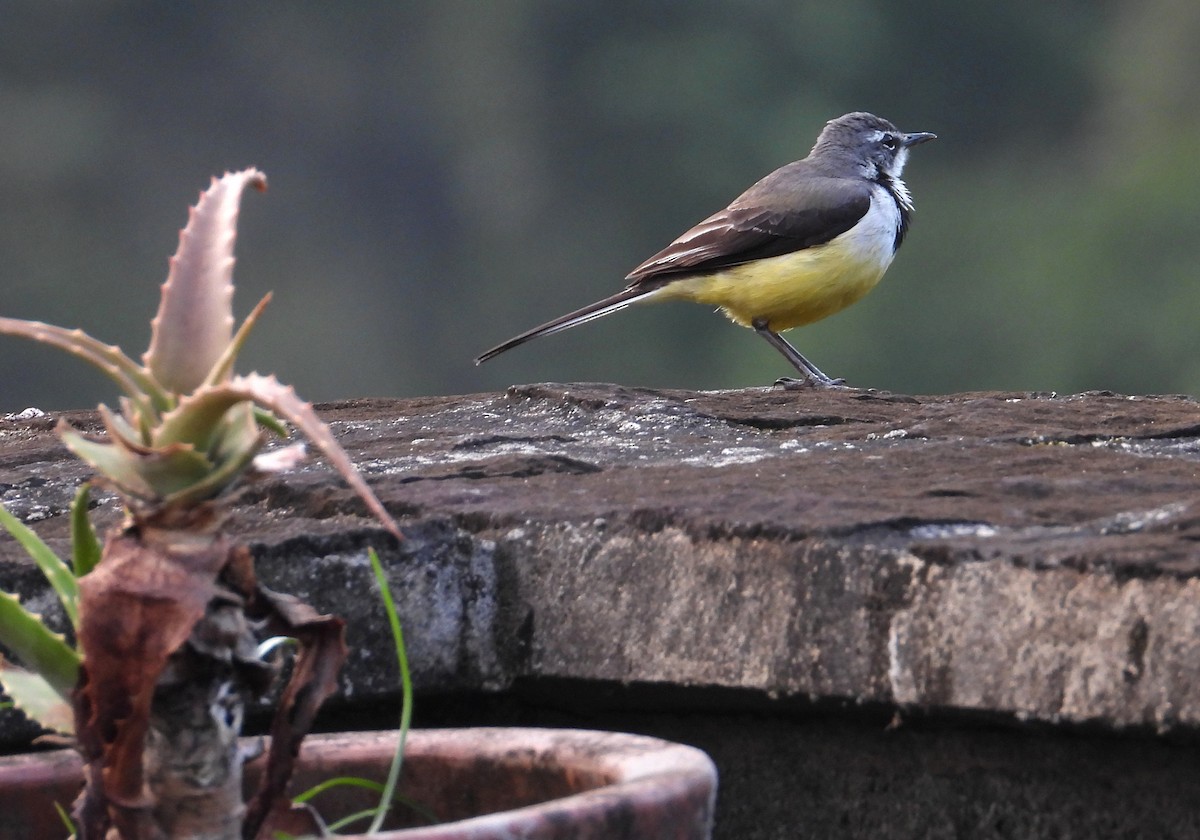 Madagaskarstelze - ML644593227