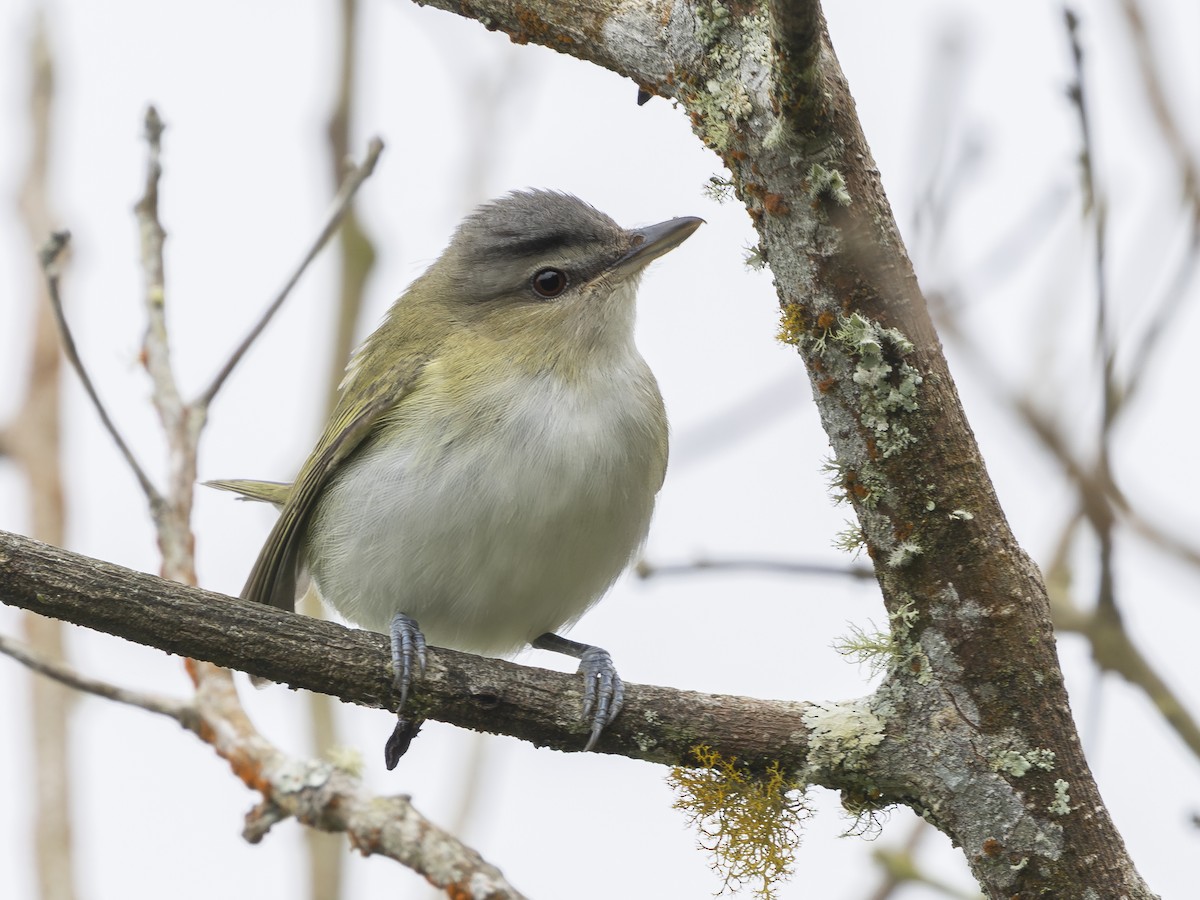 Kızıl Gözlü Vireo - ML644593228