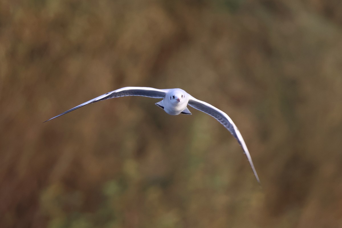 Black-headed Gull - ML644593229