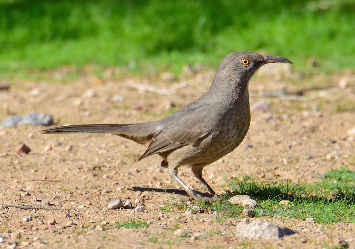 Cuitlacoche Piquicurvo (grupo palmeri) - ML644593231