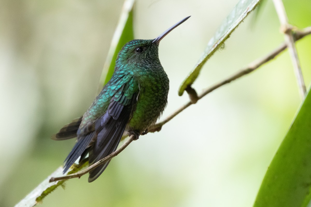 kolibrík ocelovořitý - ML644593232