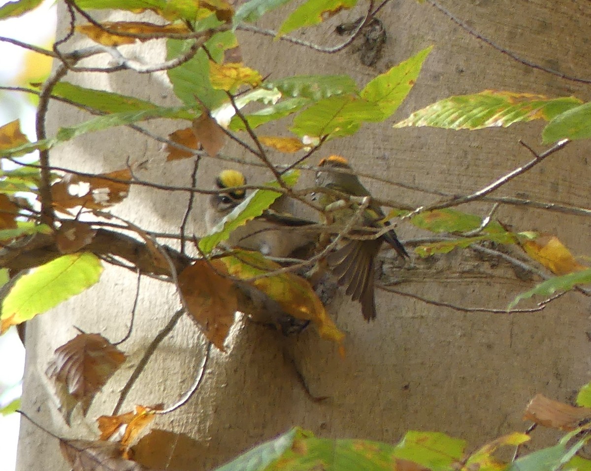 Golden-crowned Kinglet - ML644593233