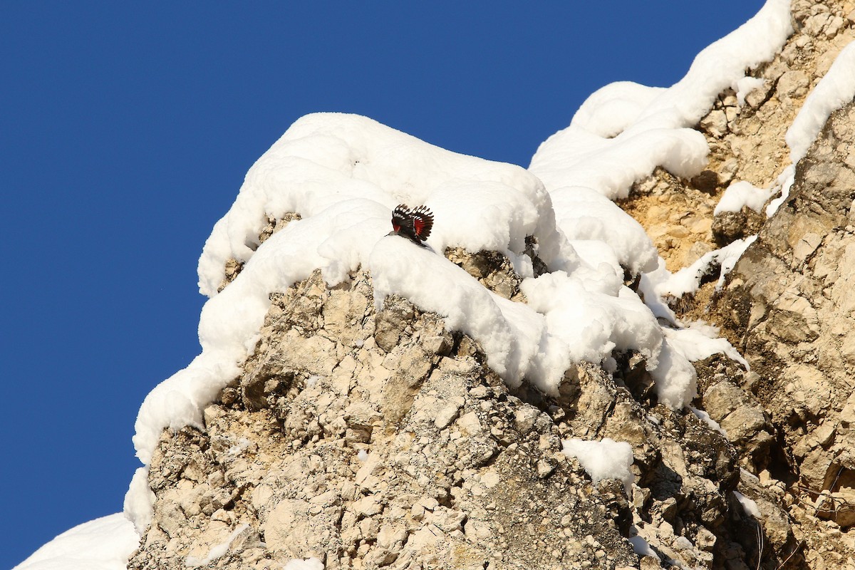 Стінолаз - ML644593236