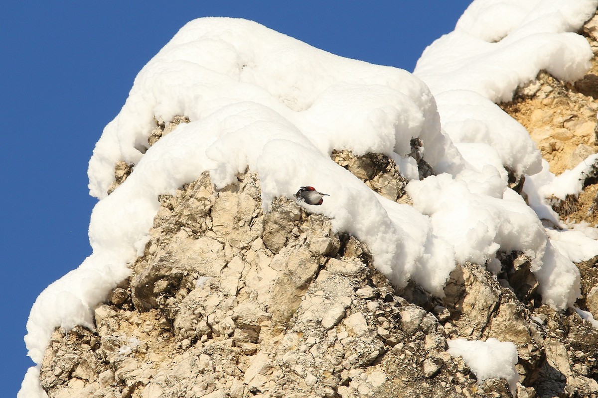 Стінолаз - ML644593246