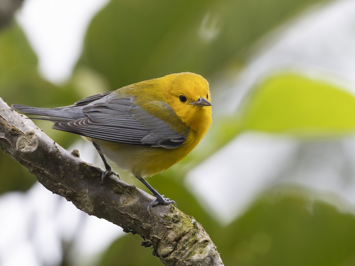 オウゴンアメリカムシクイ - ML644593249