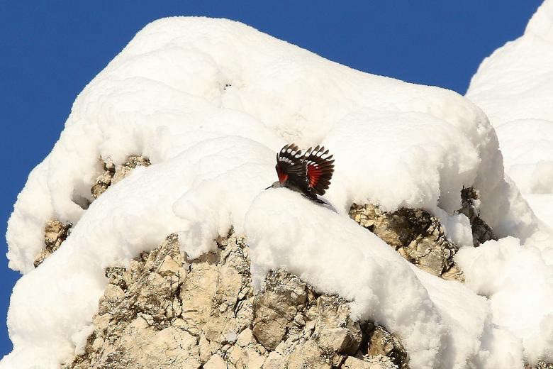 Стінолаз - ML644593250