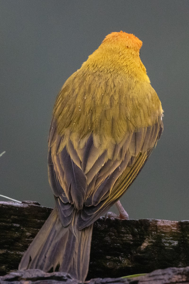 safranspurv - ML644593254