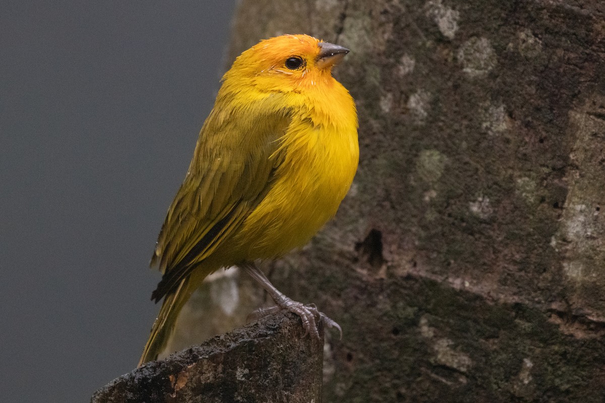 safranspurv - ML644593255