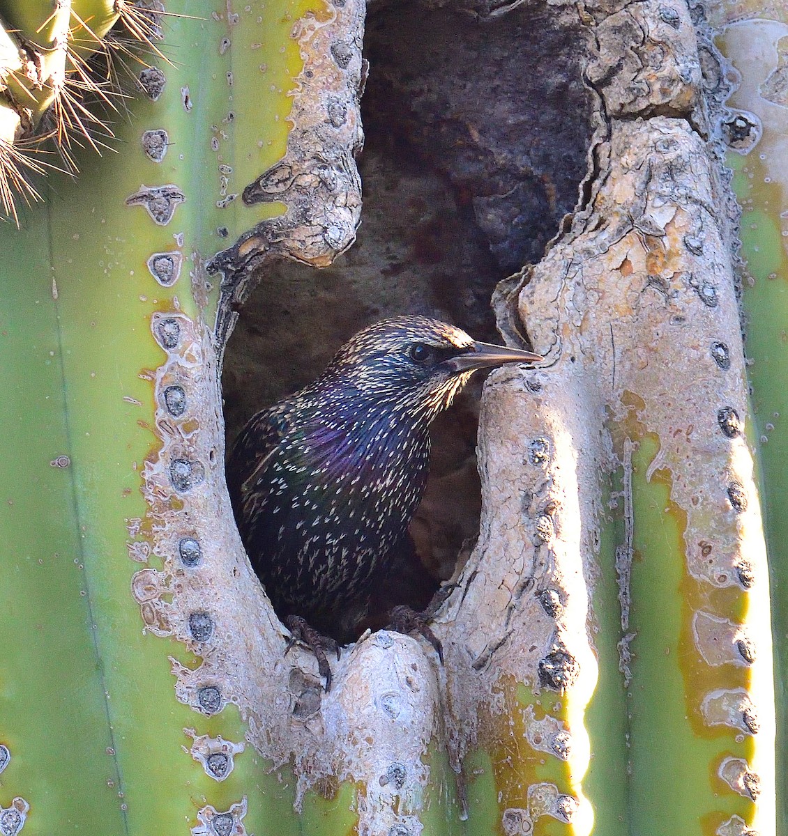 Estornino Pinto - ML644593256