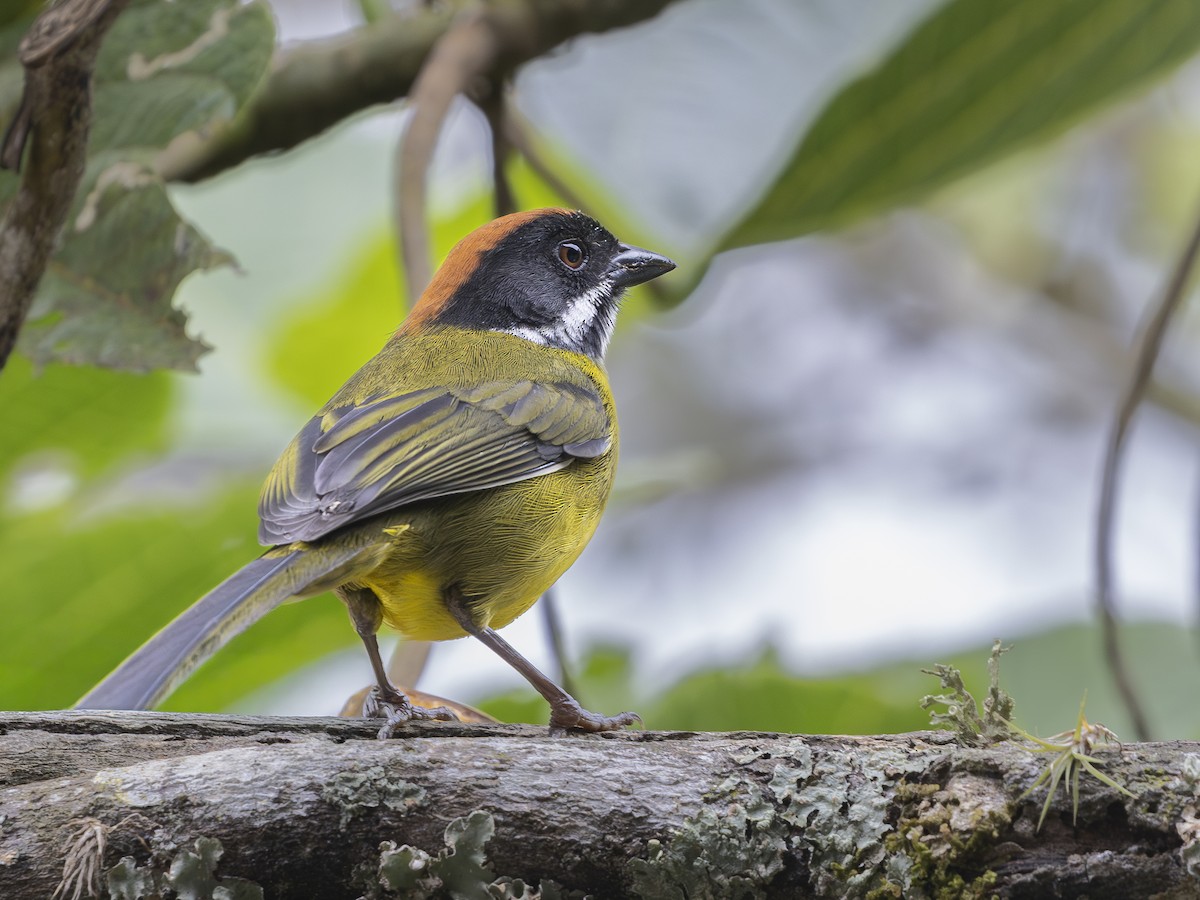Moustached Brushfinch - ML644593258