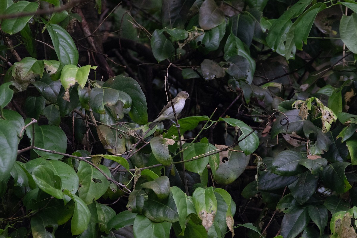 Kızıl Gözlü Vireo - ML644593261