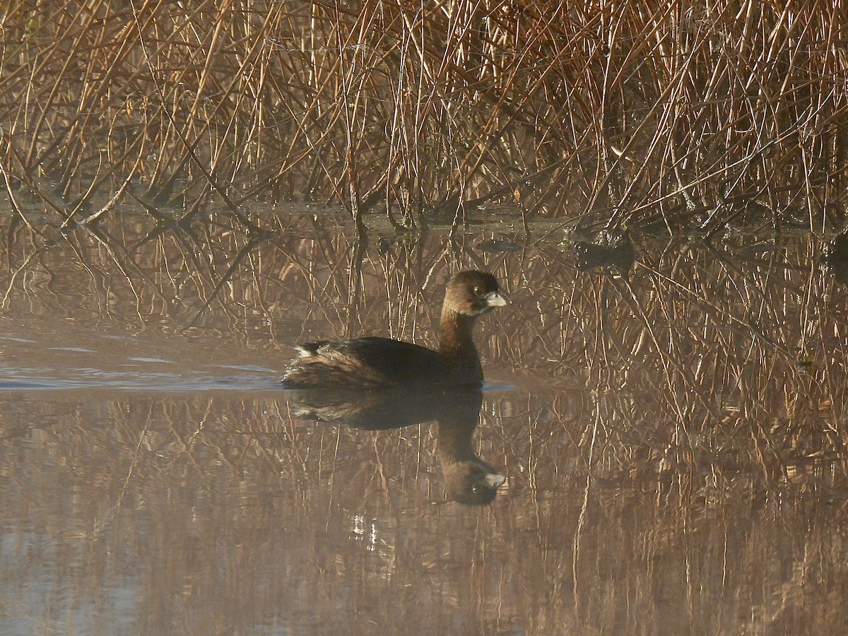 Kalın Gagalı Batağan - ML644593264