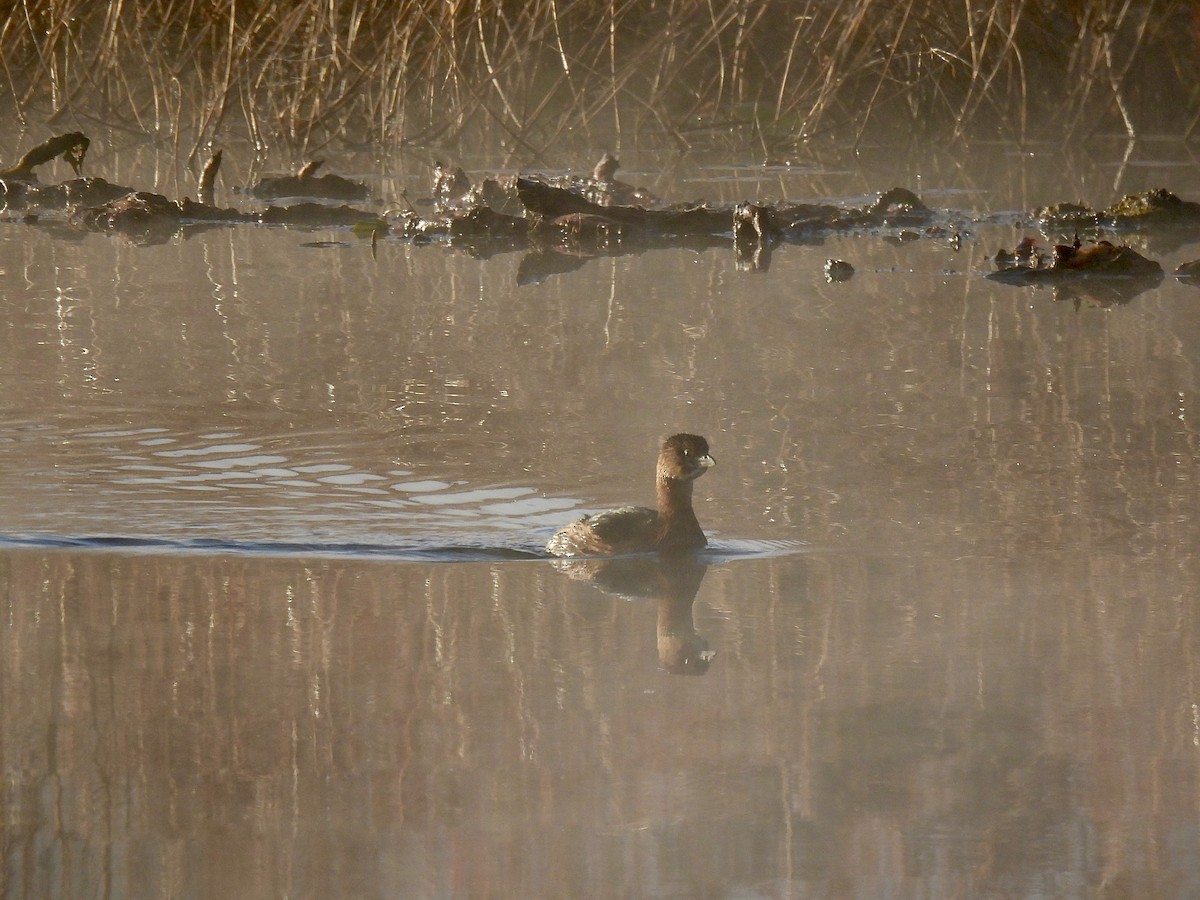 Kalın Gagalı Batağan - ML644593265
