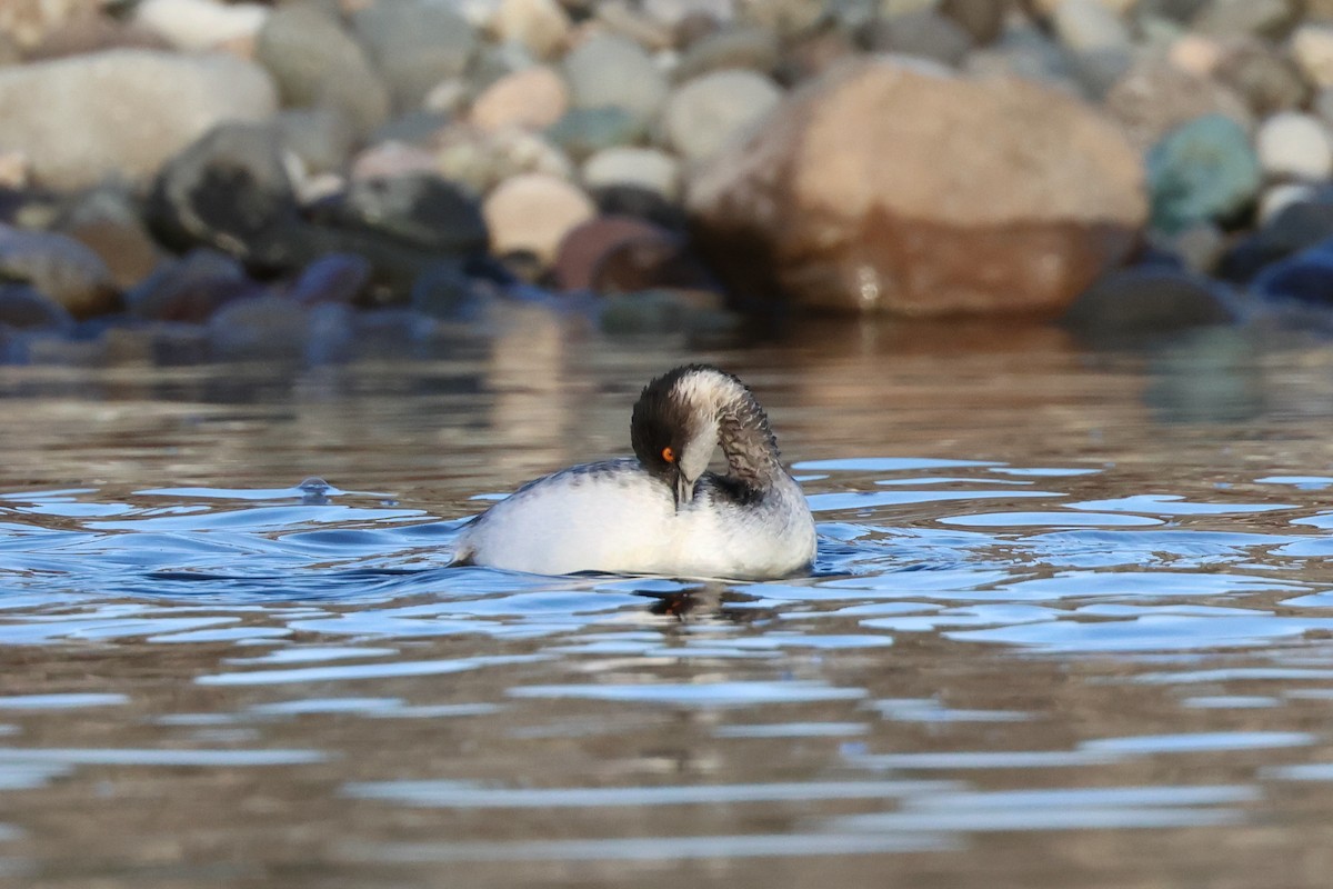 potápka černokrká - ML644593266