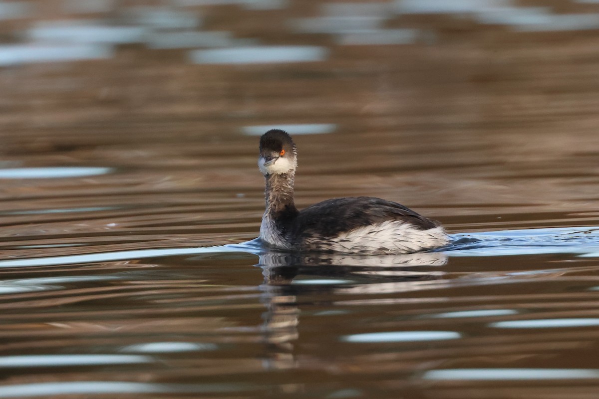 potápka černokrká - ML644593268