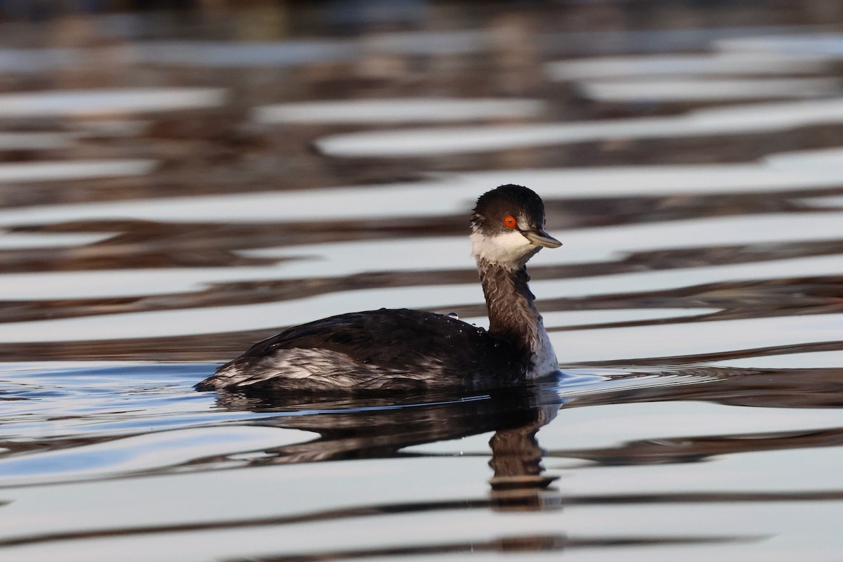 potápka černokrká - ML644593269