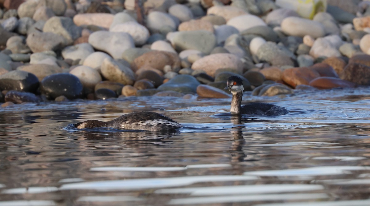 potápka černokrká - ML644593270