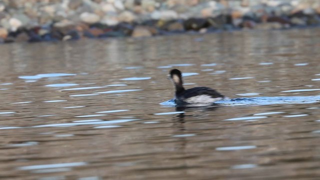 svarthalsdykker - ML644593273