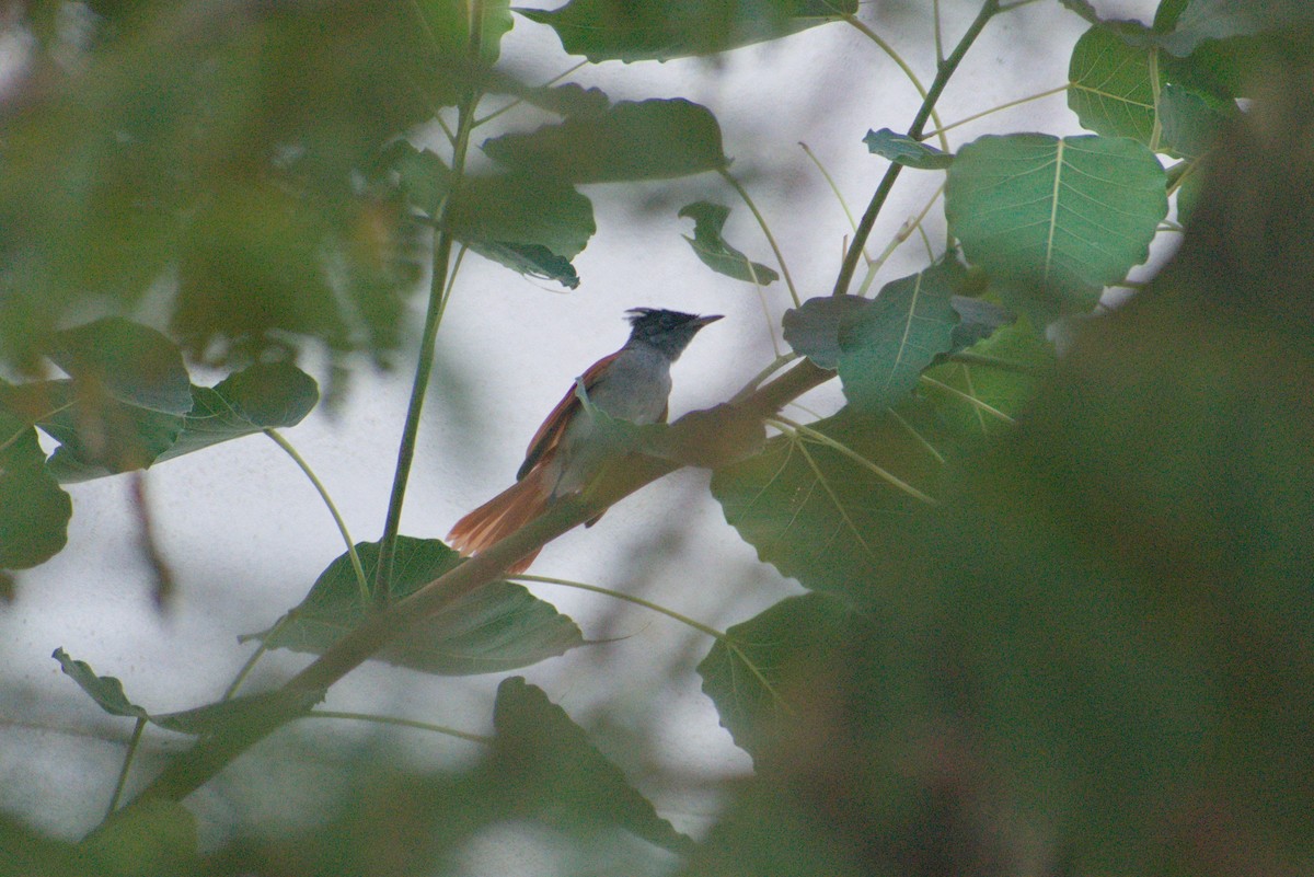 Indian Paradise-Flycatcher - ML644593278