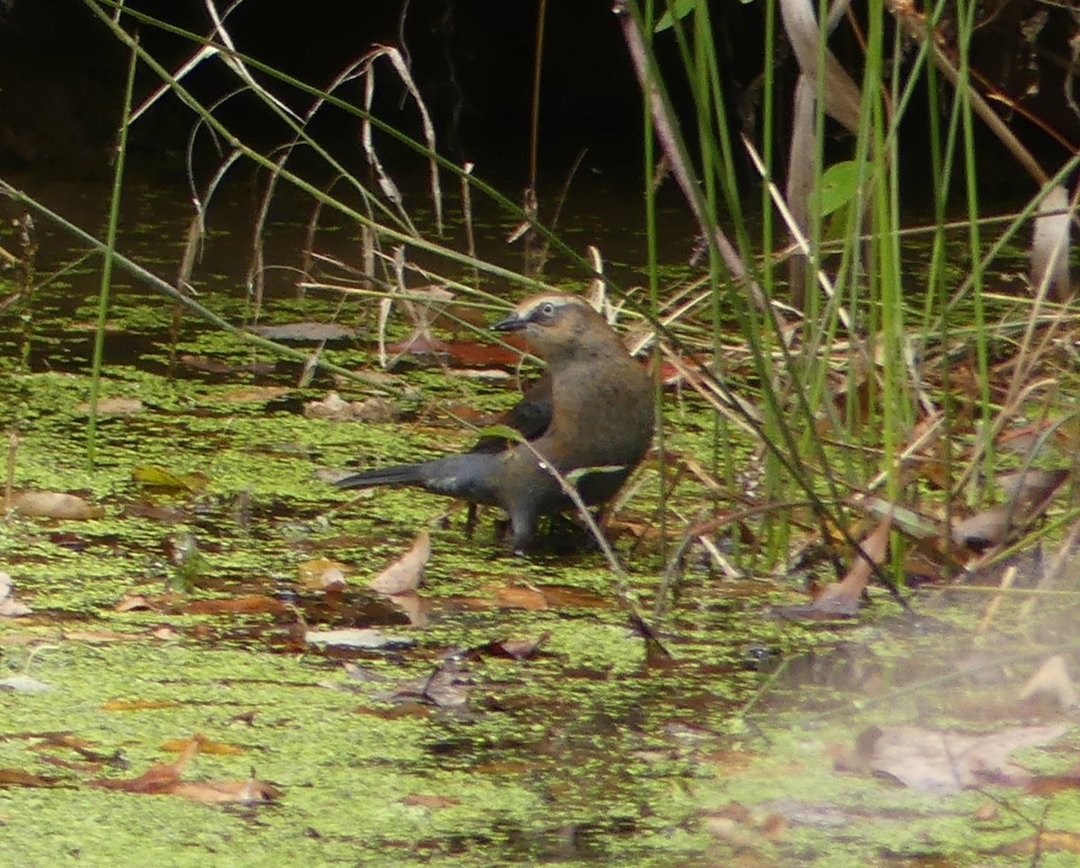 Rusty Blackbird - ML644593279