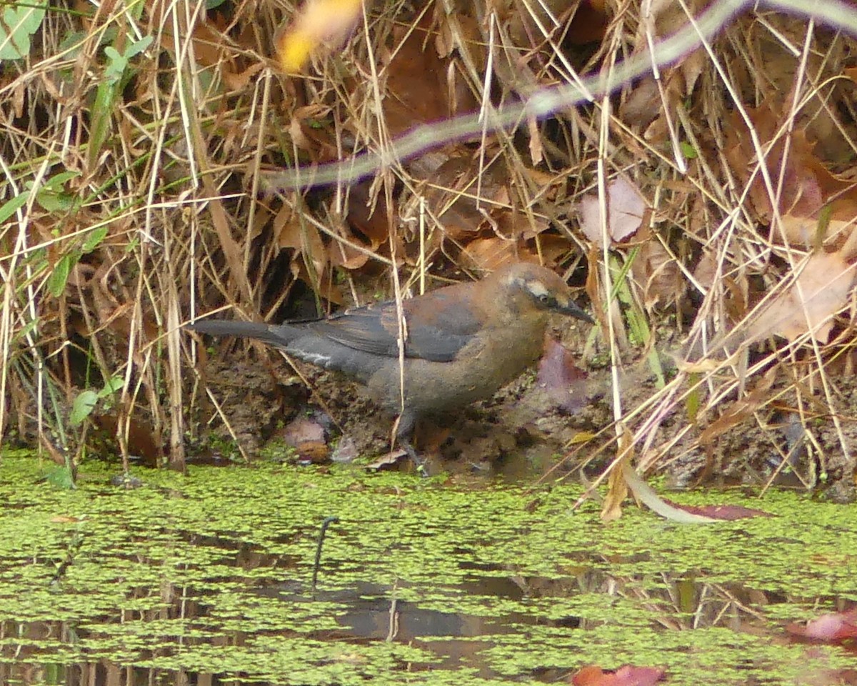 Rusty Blackbird - ML644593280