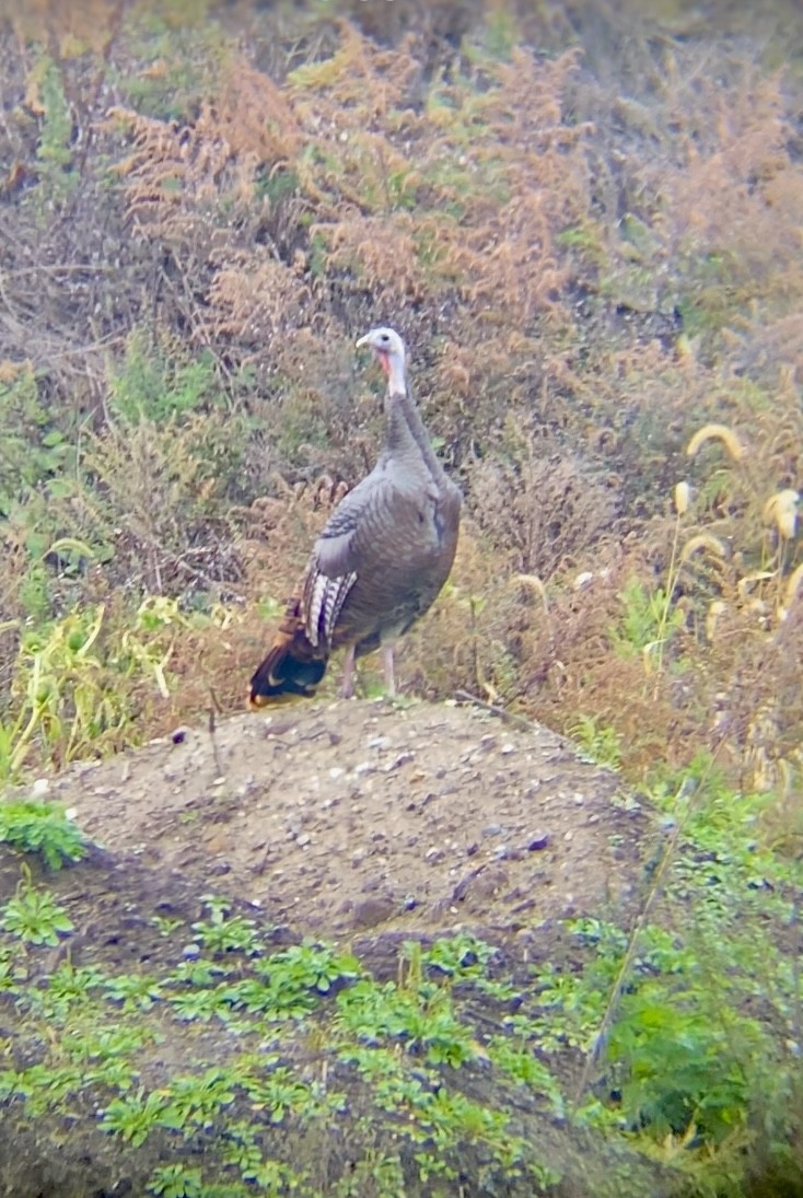 Dindon sauvage - ML644593281