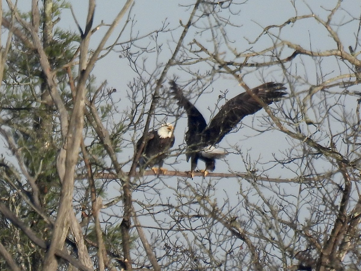 Bald Eagle - ML644593282