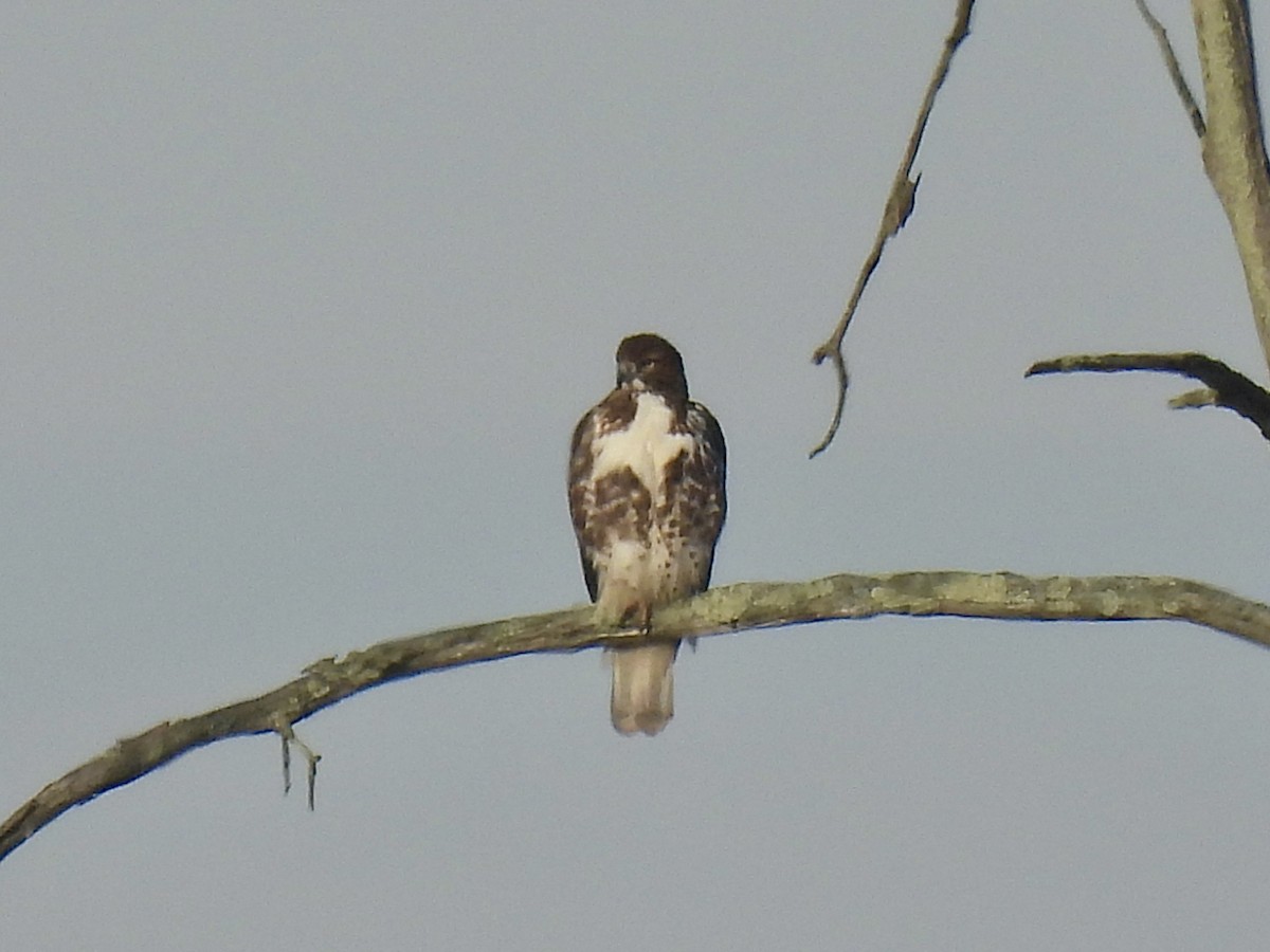 Red-tailed Hawk (abieticola) - ML644593283