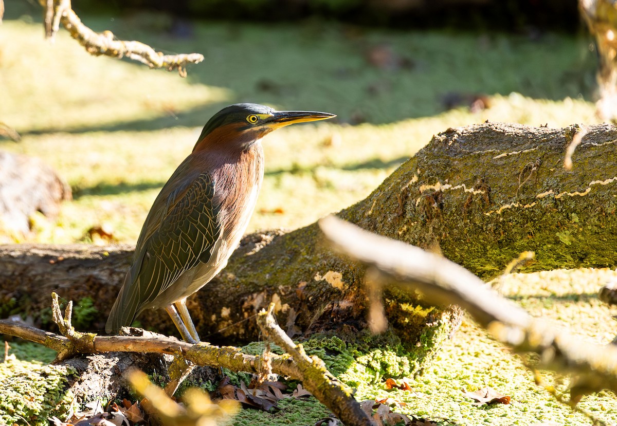 grønnrygghegre - ML644593286