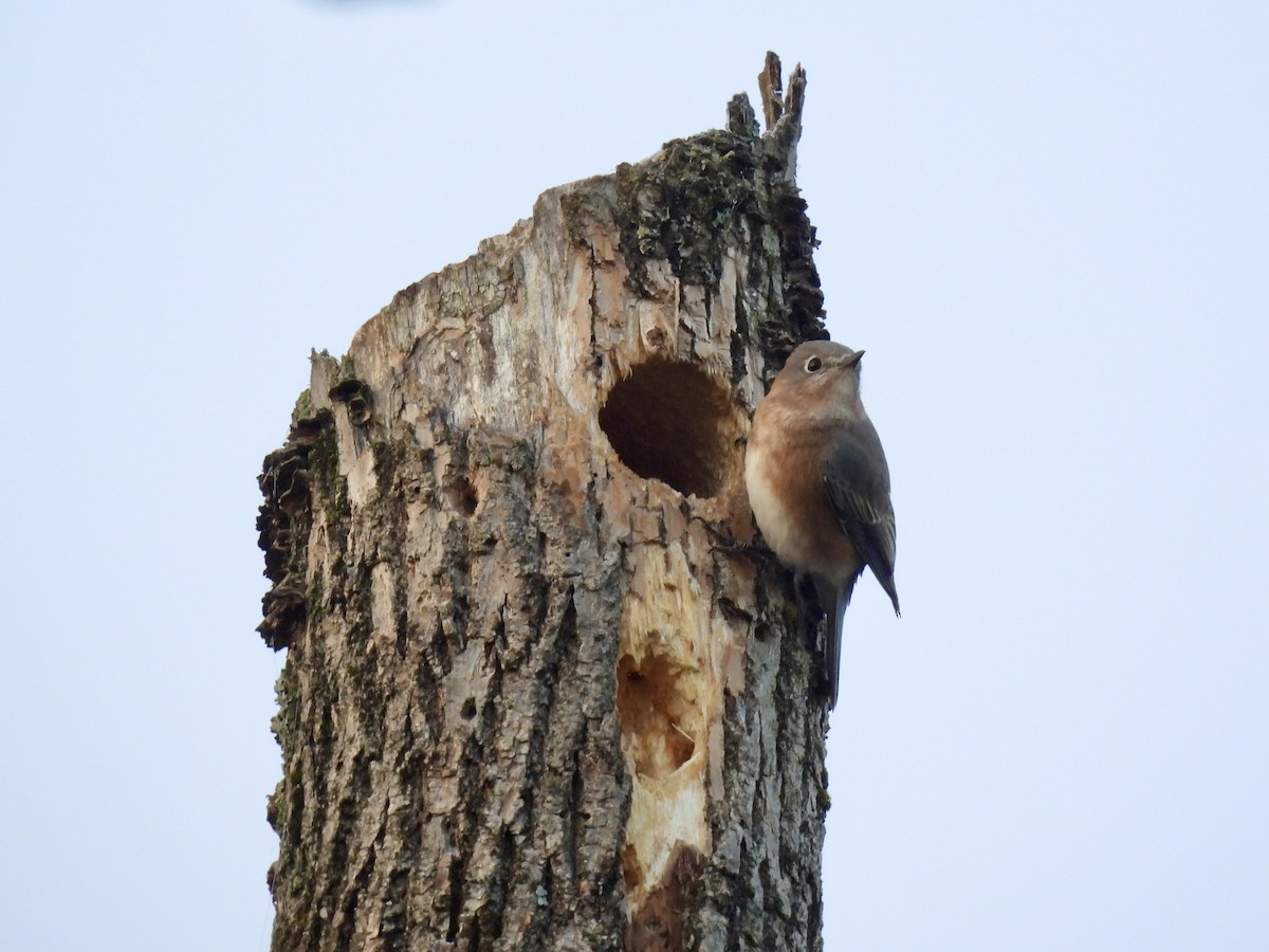 østblåfugl - ML644593290