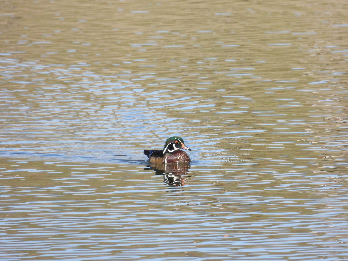 brudeand - ML644593295