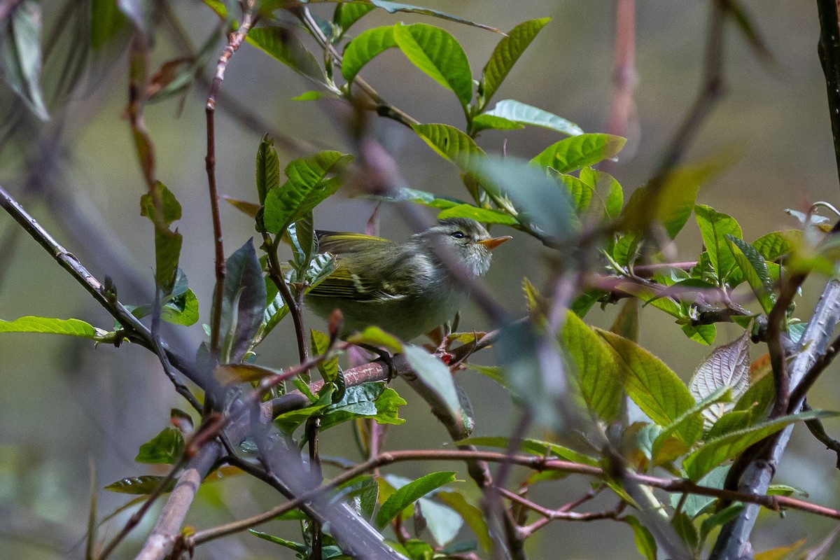 gulbåndsanger - ML644593299