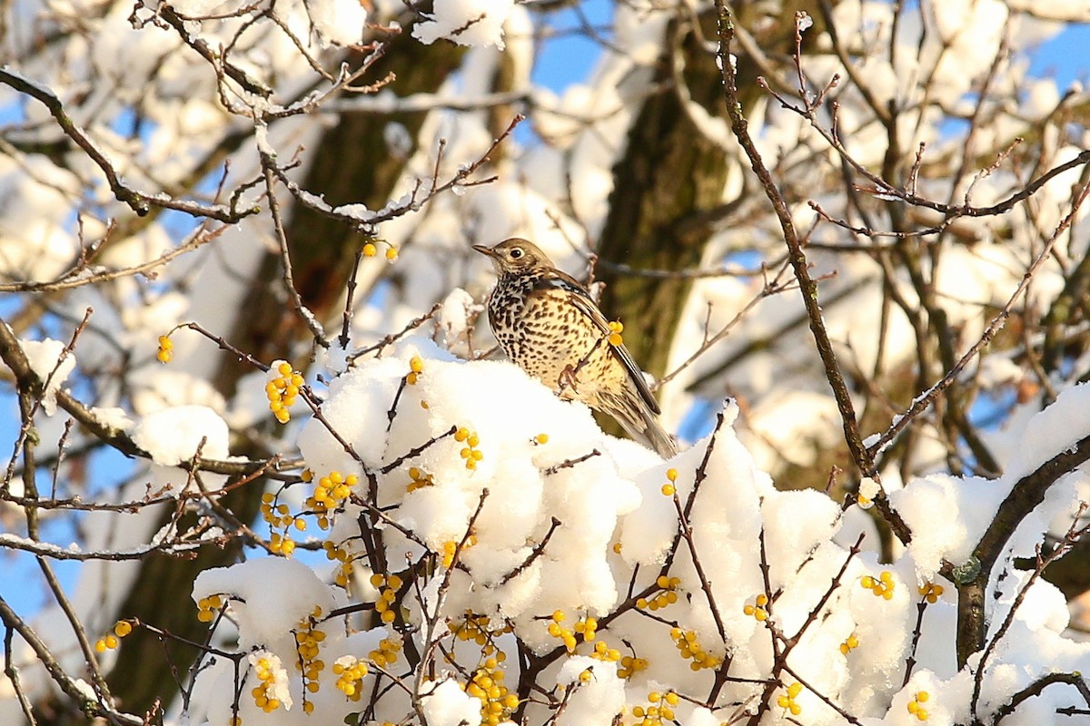 duetrost - ML644593303