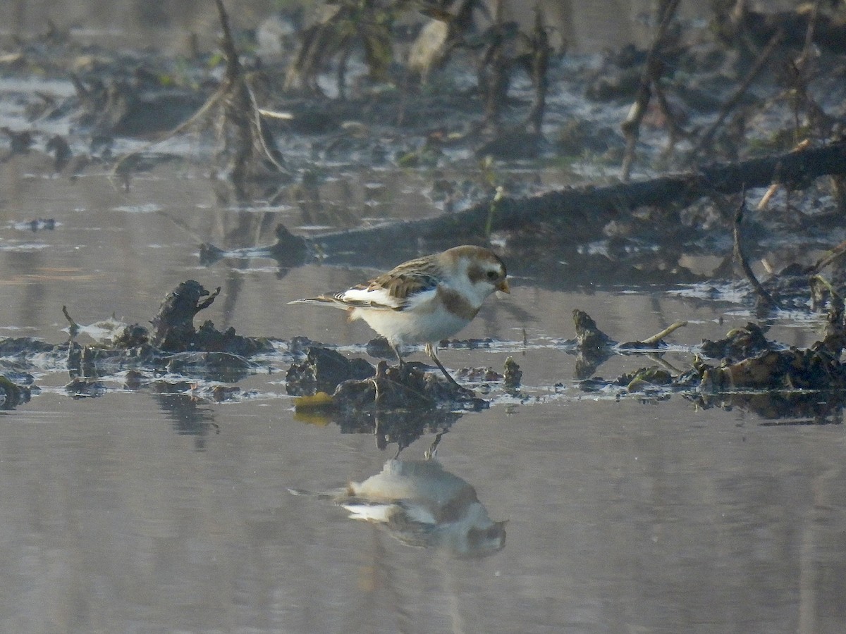 snøspurv - ML644593304