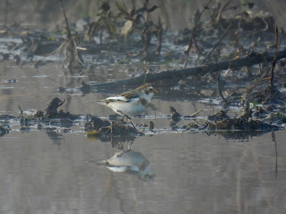 snøspurv - ML644593305