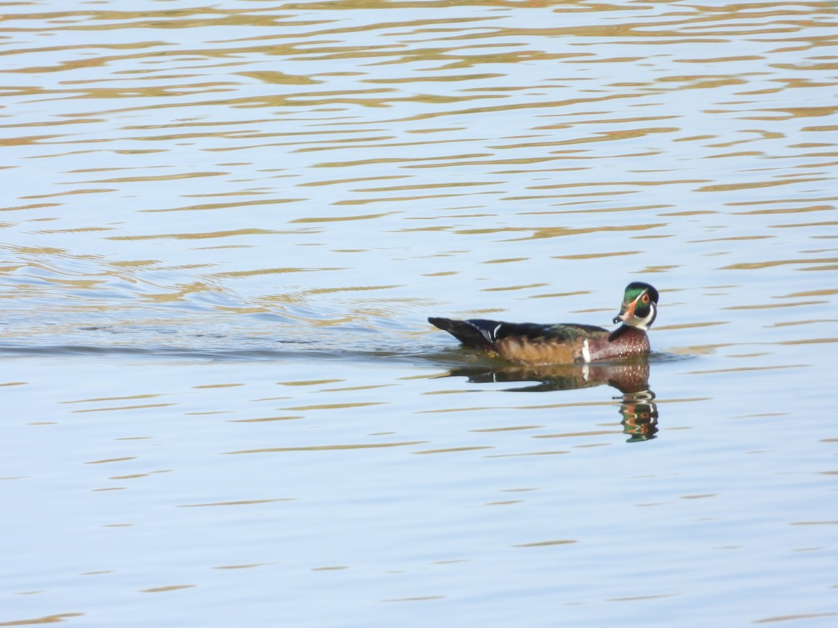 brudeand - ML644593307