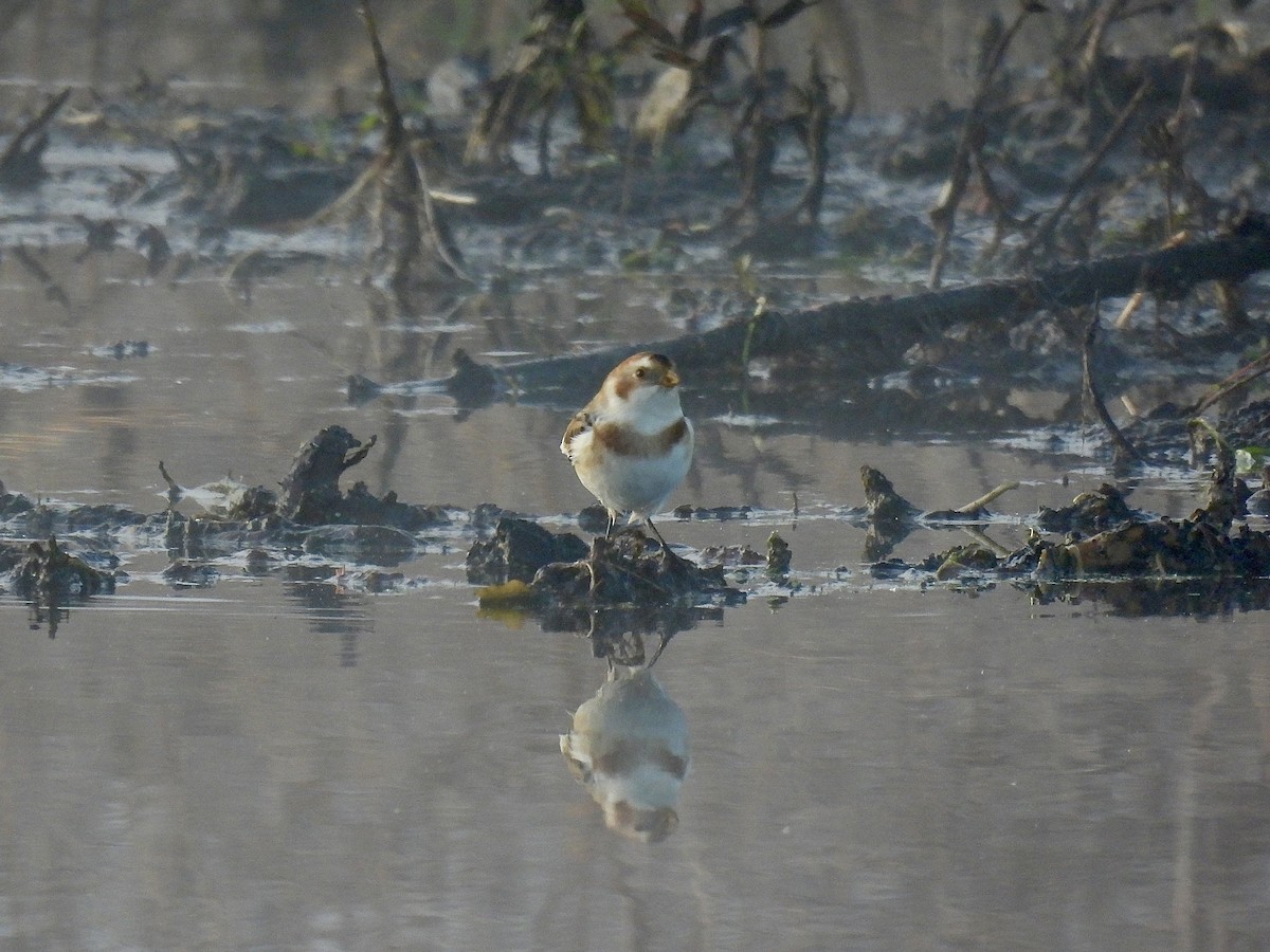 snøspurv - ML644593308