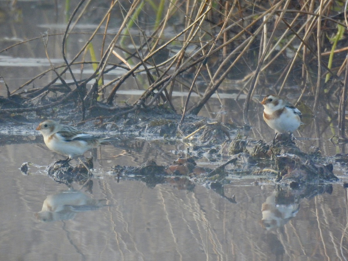 snøspurv - ML644593309