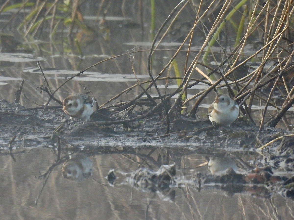 snøspurv - ML644593310