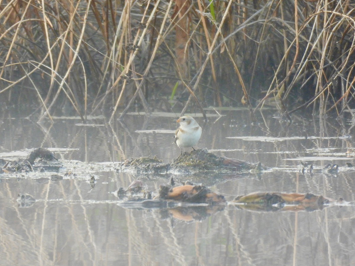 snøspurv - ML644593311