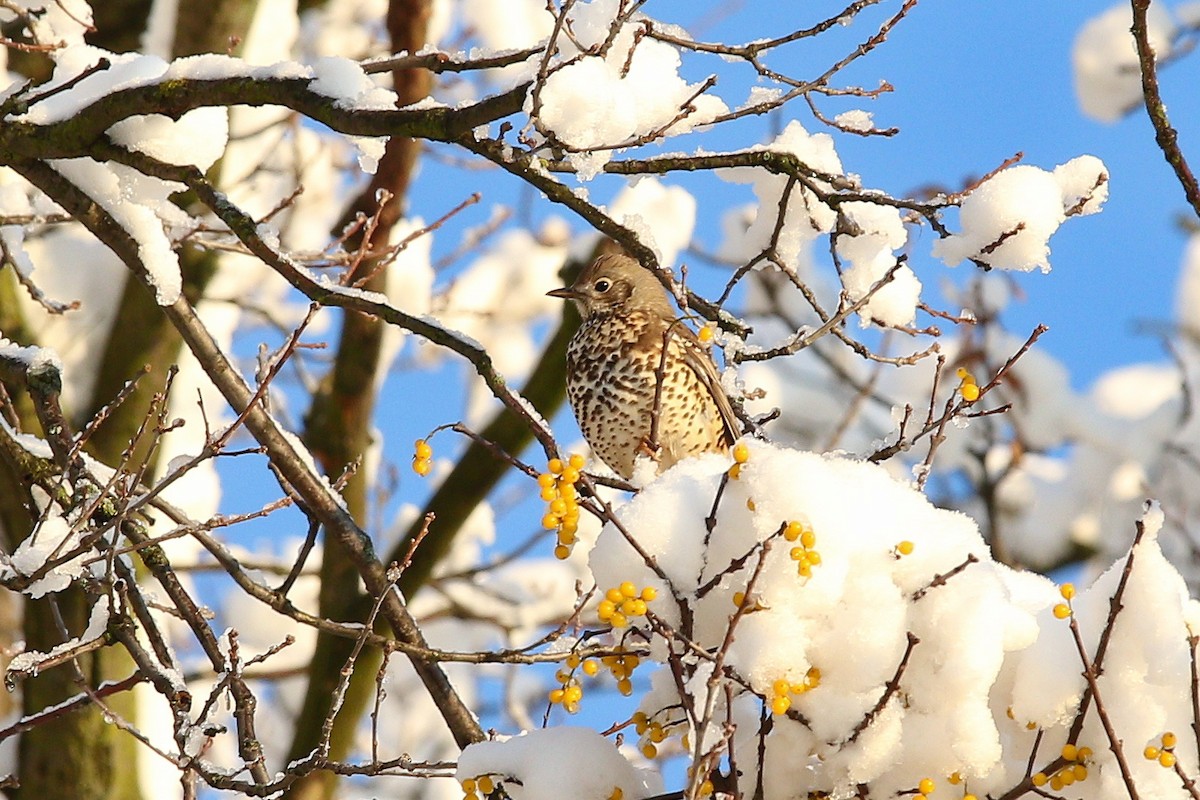 duetrost - ML644593314