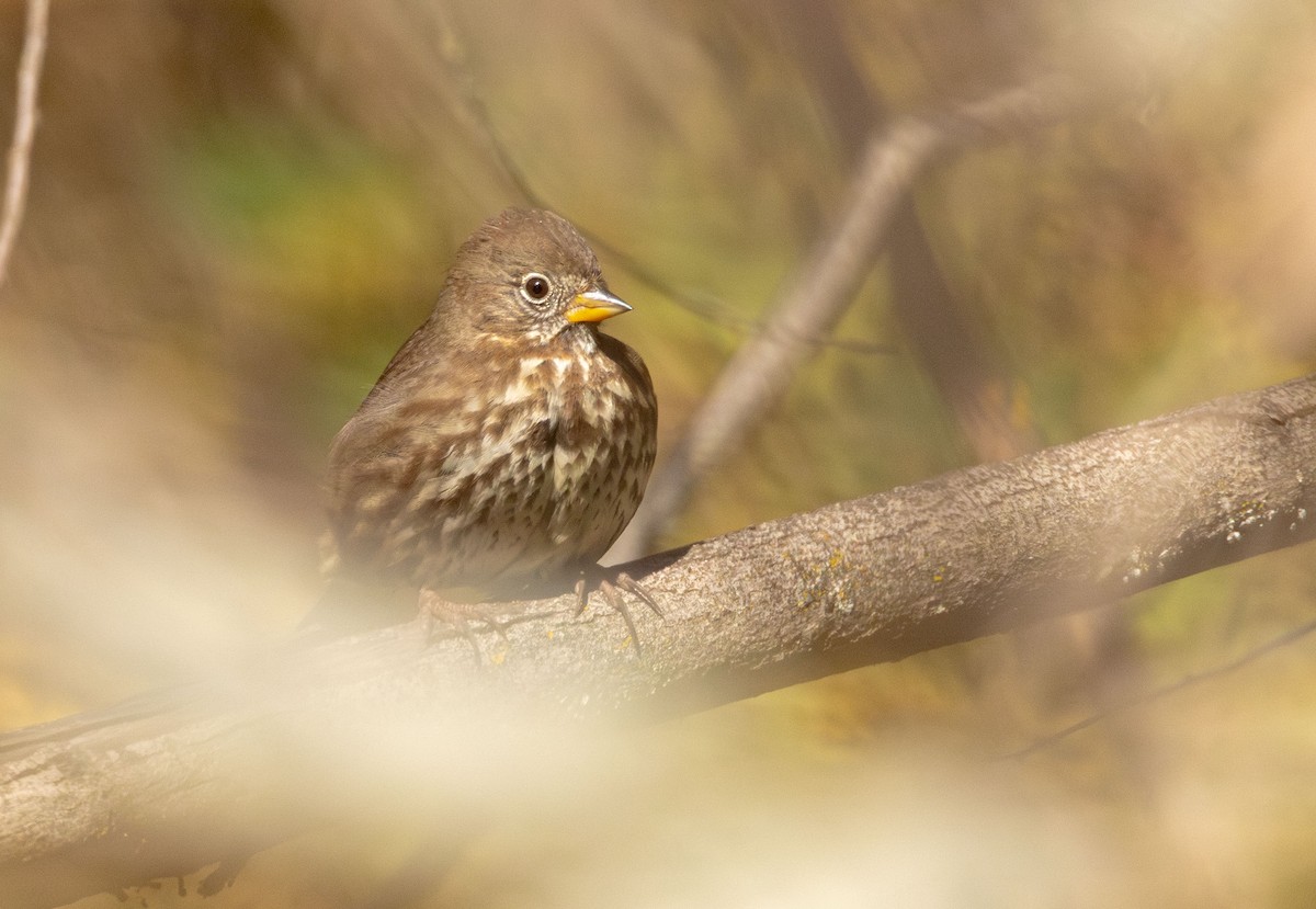 revespurv (unalaschcensis gr.) (sotrevespurv) - ML644593316