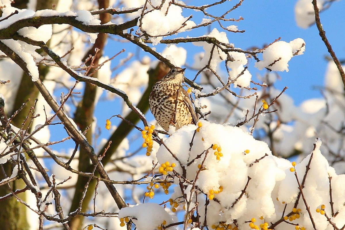 duetrost - ML644593318