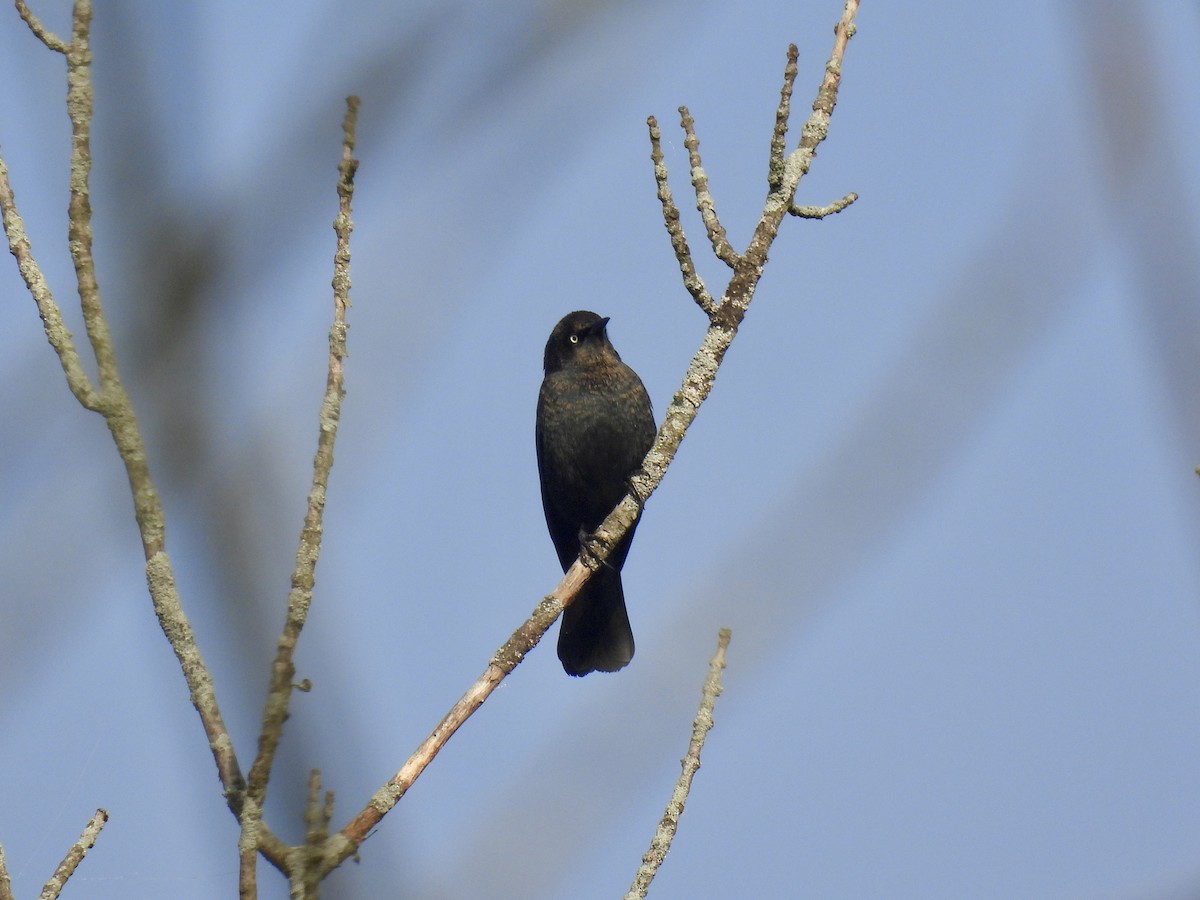 kanadatrupial - ML644593319