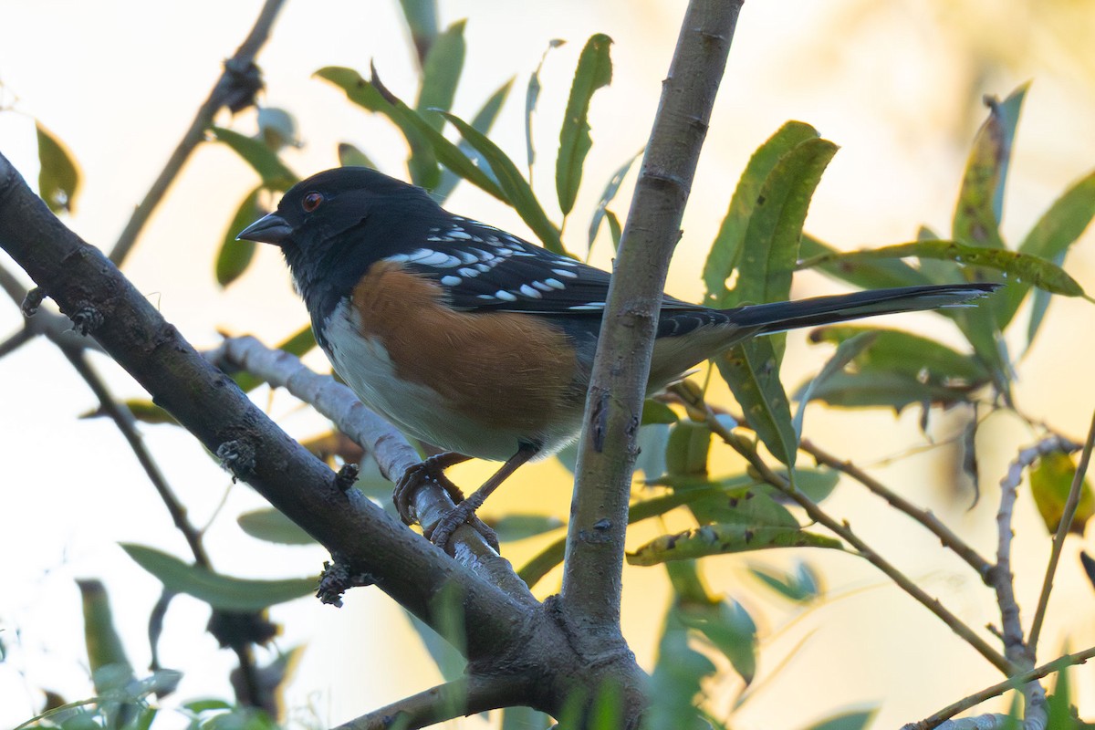 flekktovi - ML644593320